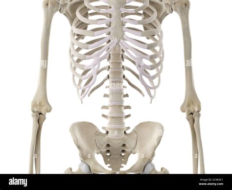 Skeletal Thorax Illustration Stock Photo Alamy