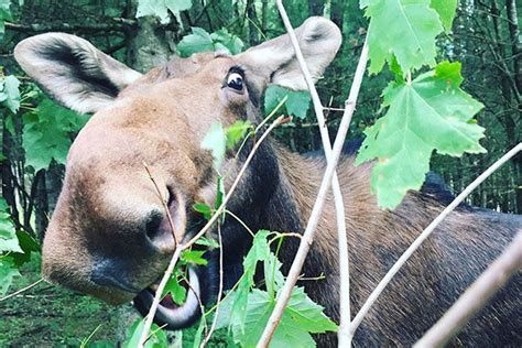 9 Hilarious Awkward Moose Photos Cottage Life