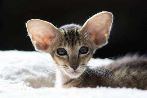 Oriental Shorthair Kedi Cinsi Özellikleri Ve Bakımı Miyavliyo