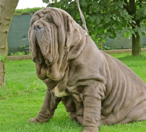 Top 10 Biggest Dogs In The World Large Dog Breeds Big Dog Breeds Huge