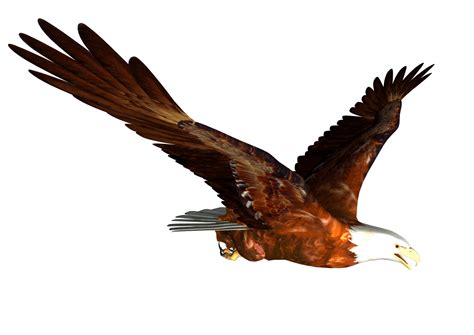 Animated Bald Eagle Flying Png Image Clip Art Pictures Cartoon Clip