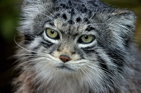 Pallas Cats Top 10 Pallass Cat Facts That Will Leave You Amazed