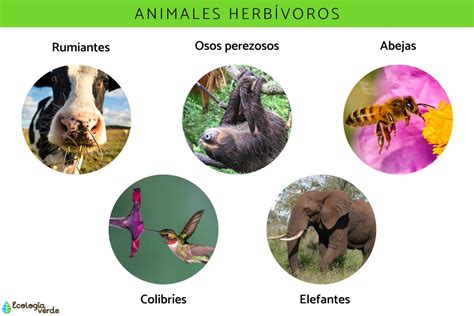 Qué Son Los Animales Definición Características Y Clasificación Fotos