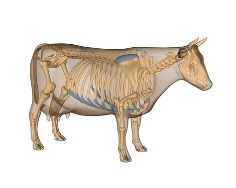 Cow Anatomy Artwork Photograph By Friedrich Saurer