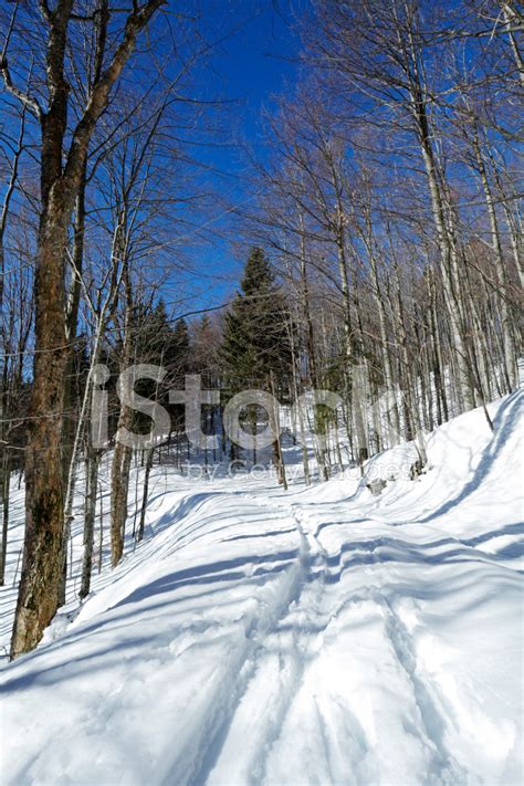 Cross Country Ski Track Stock Photo Royalty Free Freeimages