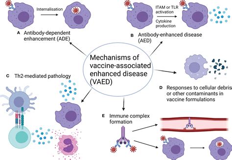 Frontiers Vaccine Associated Enhanced Disease And Pathogenic Human