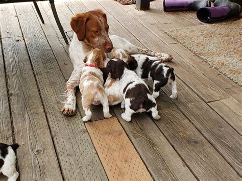 If you have a new brittany puppy (and some other puppies) and you need some guidance, reassurance, advice, troubleshooting or anything at when i was looking for a brittany puppy, anne was an invaluable resource. Wind Mountain Kennel Puppies