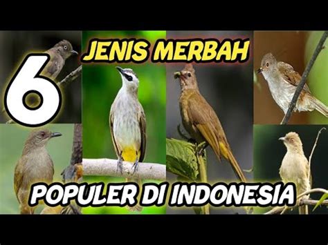 Jenis Burung Merbah Yang Sangat Populer Di Indonesia Youtube