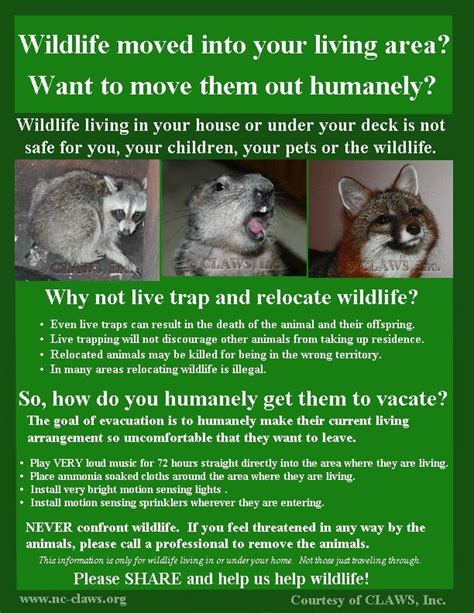 How To Become A Wildlife Rehabilitator 12 Steps With Pictures Artofit