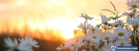 Daisies Flowers At Dawn Flowers Facebook Cover Maker