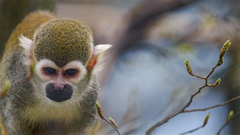Serious Squirrel Monkey Just A Squirrel Monkey Looking Flickr