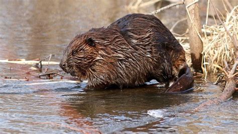 wildlife services stops killing beavers in siskiyou county california