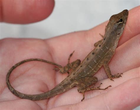 Florida Lizards The Backyard Arthropod Project