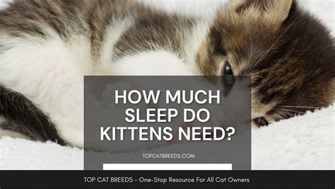 How Much Sleep Do Kittens Need Top Cat Breeds