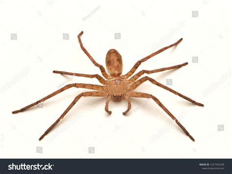 Dorsal View Heteropoda Venatoria Huntsman Spider Stock Photo 1257295258