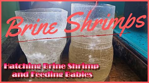 Freshly hatched bbs capsuled to be frozen or chilled for easy & direct feeding. Tamil | DIY: Hatching and Feeding Brine Shrimp Eggs to my ...