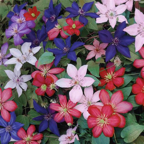 Buy clematis vines & climbing plants and get the best deals at the lowest prices on ebay! Clematis Tri Colour In Red White And Blue - Plants from ...