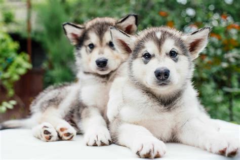 Alaskan Malamute Dog Breed Info With Photos And Videos