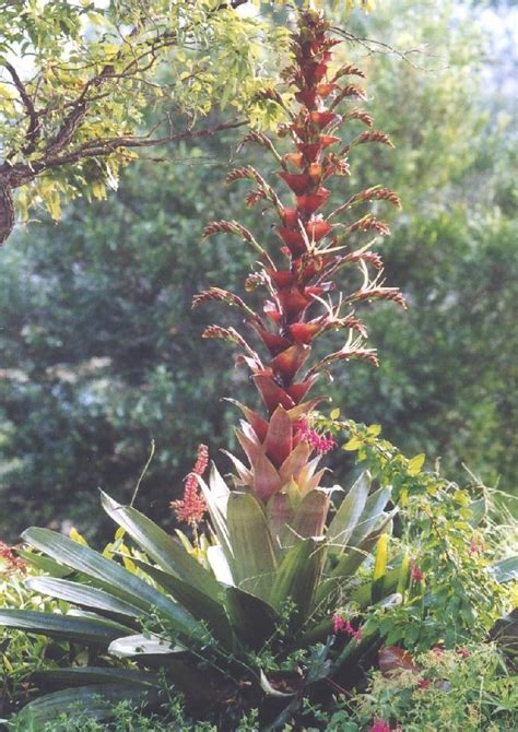 Bromeliads In Australia Alcantarea Imperialis