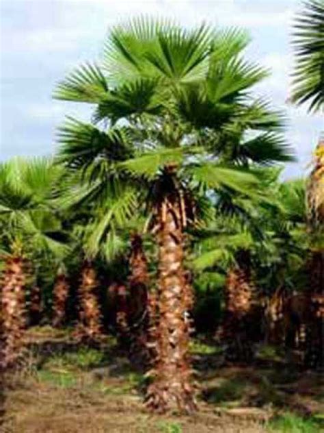 Each spring it starts off with a bare crown, but by summer. Washingtonia robusta / Petticoat-Palme / Mexikanische ...