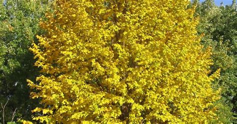 Find more information about golden harvest® seeds by downloading your local seed guide or contacting your local seed advisor. Harvest Gold Mongolian Linden (Tilia mongolica 'Harvest ...