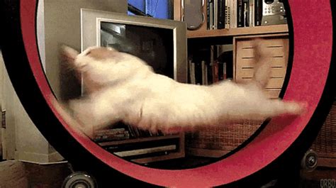 Hamster Wheel For Cats GIFs Find Share On GIPHY