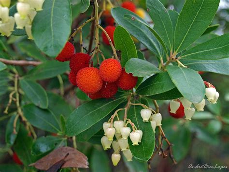 Arbutus Unedo Strawberry Tree Evergreen Masses Of Beautiful White