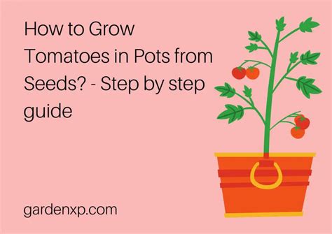 How To Grow Tomatoes In Pots From Seeds Step By Step Guide