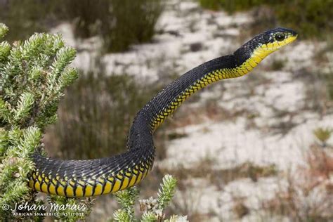 Male Boomslang Dispholidus Typus Typus From The Koeberg Reserve