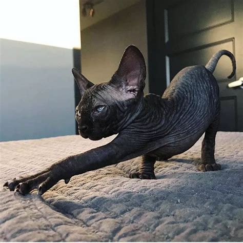 Adorably Captivating 13 Sphynx Cats That Will Melt Your Heart Xoibap