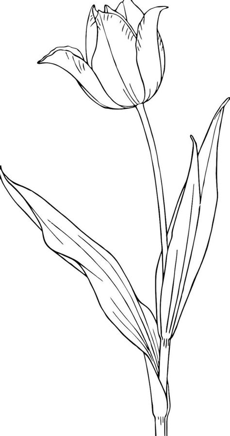 Contoh Sketsa Gambar Bunga Tulip