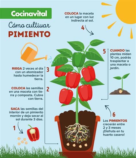 Cómo Cultivar Plantas De Pimientos Morrón En Macetas Cultivo De