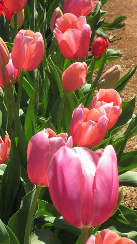 Pretty In Light Pink Tulips Flowers Flowers Tulips