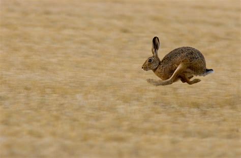 Hare animal, Hare, Jack rabbit