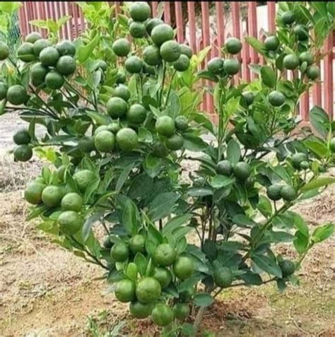 Lime Fruit Plant Bari 1 Sweet Malta Grafted For Outdoor At Rs 25