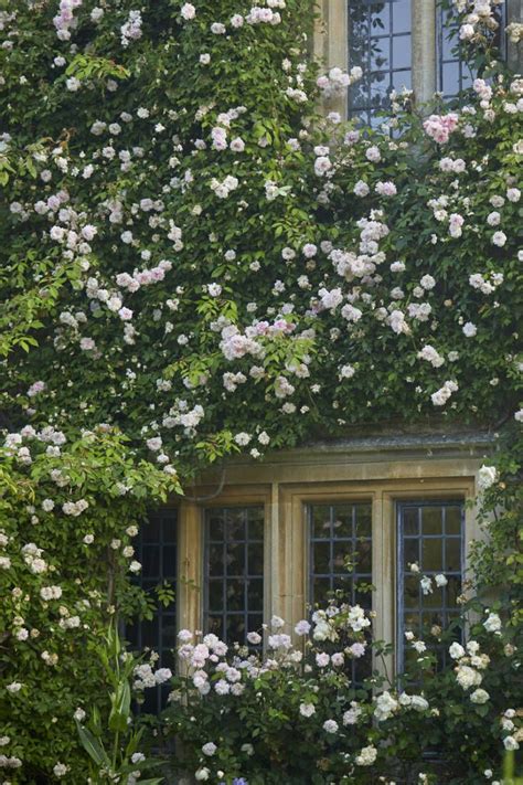 In Appreciation Of The Old Roses At Asthall Manor Gardenista Garden