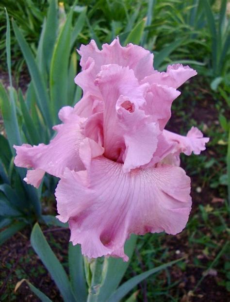 1 Pink Big Hybrid Bearded Irises Rhizomes Iris Bulbs Flowering Bulb