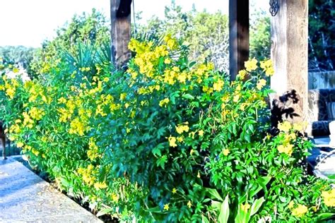 My mom has a few esperanza plant around in the house. Plant This: Esperanza is a garden showstopper | Diana's ...