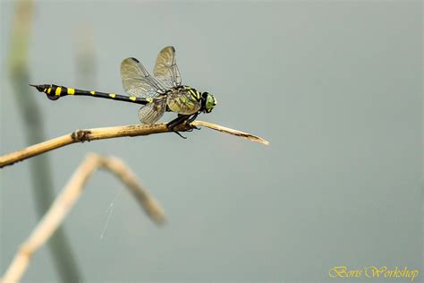 Huge Stingers Dragonfly Myth Dragonflies Have Huge Stinger Flickr