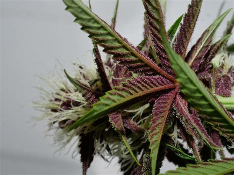 The classic boston cream pie gets a modern makeover! Boston Cream Pie (de MassMedicalStrains) :: Info de Variedad