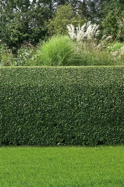 soft touch holly hedge uk