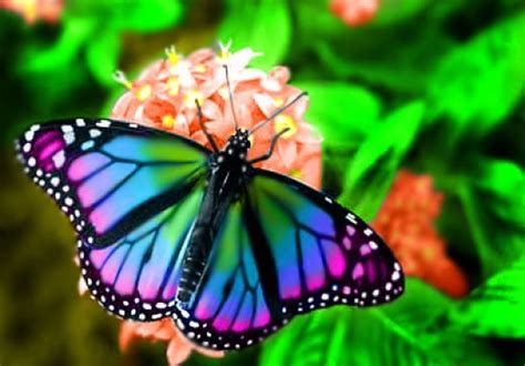 Rare Butterfly Rare Colororful Flower Butterfly Hd Wallpaper Peakpx