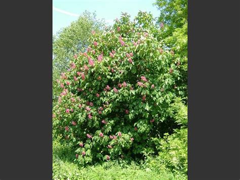Buy red horse chestnut trees online in large standard sizes by mail order at ashridge nurseries. Aesculus carnea - Red Horse Chestnut (Sapindaceae Images)