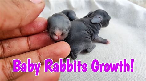 Animal Growth ~ Baby Rabbits Growing Up Day By Day Youtube