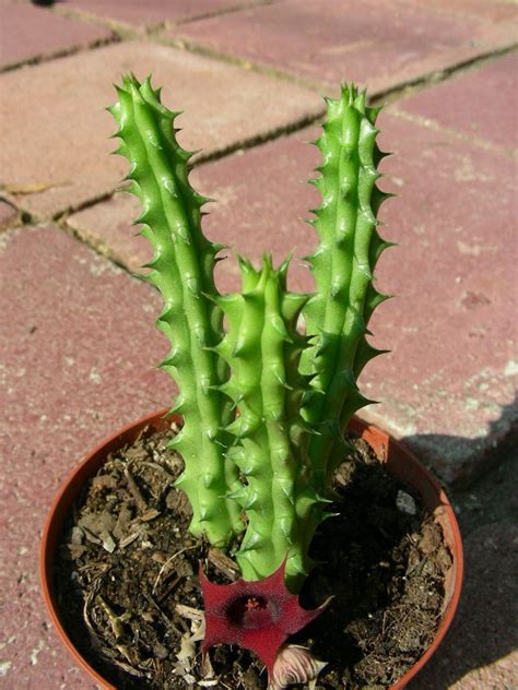 Huernia Stapelia Succulent Cactus S8272 Plants Succulents Cactus