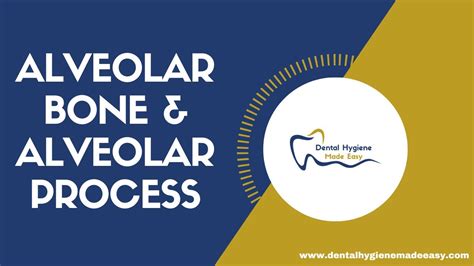 Histology Of Alveolar Bone Alveolar Process Youtube