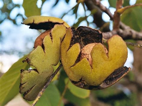 Heirloom fruit tree nursery grounded in organically grown apple trees. Heirloom Fruit Trees for Home & Farm-Trees of Antiquity ...