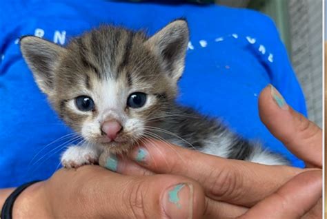 1 year written health guarantee, first set of vaccines a few other kittens have not been updated on the website because they are still under review. Meet Kawili Kitten 1 - Pocket, a Petstablished Domestic Shorthair Cat in