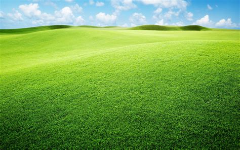 Free Download Grassland Backgrounds 2560x1600 For Your Desktop