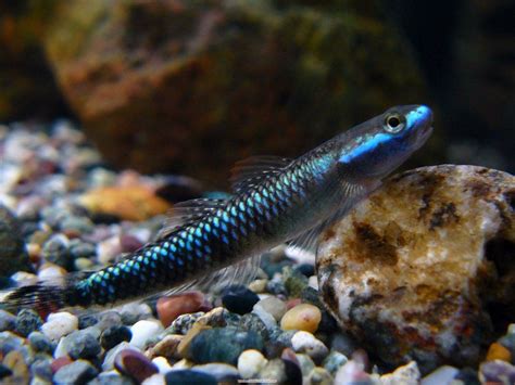 Freshwater Neon Blue Goby Goodjoseph Live Fish Store